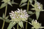 Whorled mountainmint